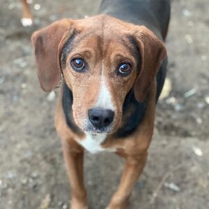 Gavin – geb. ca. 05/2022