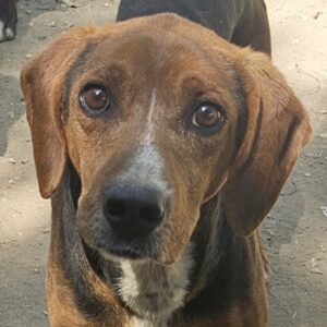 Gavin – geb. ca. 05/2022