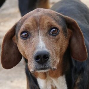 Gavin – geb. ca. 05/2022