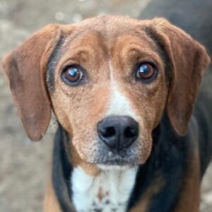 Gavin – geb. ca. 05/2022