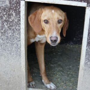 Gitano – geb. ca. 01/2024