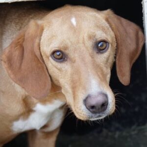 Gitano – geb. ca. 01/2024