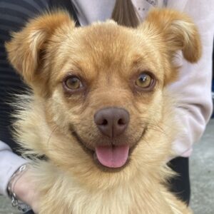 Holana – geb. ca. 05/2024