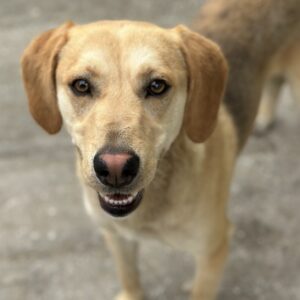 Homer – geb. ca. 05/2024