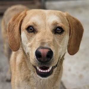 Homer – geb. ca. 05/2024