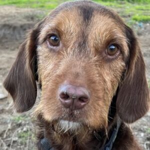 Keanu – geb. ca. 01/2022