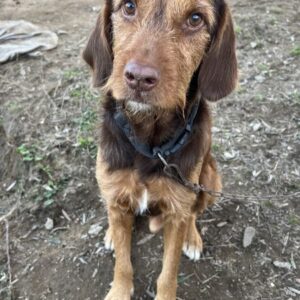 Keanu – geb. ca. 01/2022