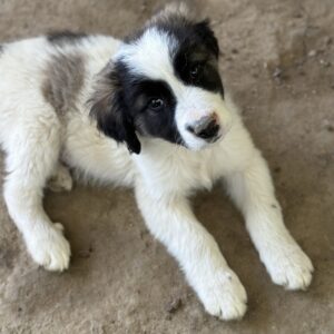 Lando – geb. ca. 02/2025
