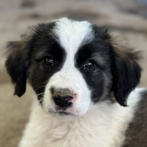 Lando – geb. ca. 02/2025
