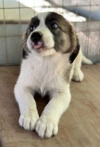 Lexya – geb. ca. 02/2025