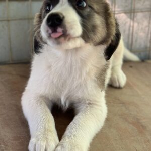 Lexya – geb. ca. 02/2025