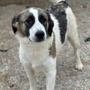 Lexya – geb. ca. 02/2025