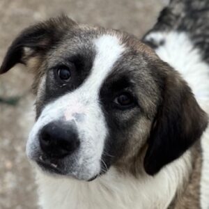 Lexya – geb. ca. 02/2025