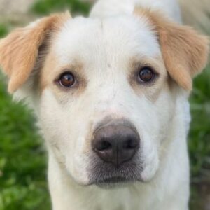 Malu – geb. ca. 07/2024