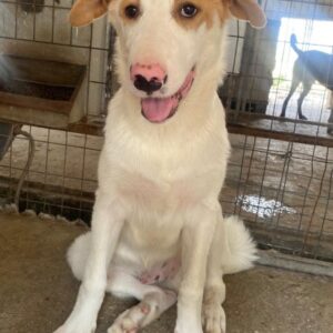 Miko – geb. ca. 02/2025