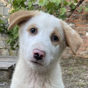 Miko – geb. ca. 02/2025