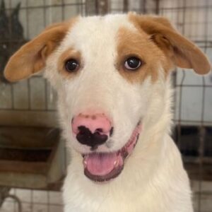 Miko – geb. ca. 02/2025