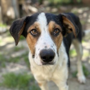 Nimbus – geb. ca. 07/2024