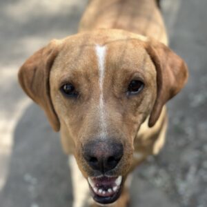 Olli – geb. ca. 11/2022