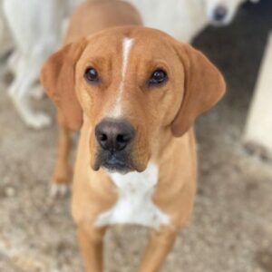 Olli – geb. ca. 11/2022