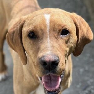 Olli – geb. ca. 11/2022