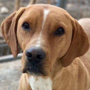 Olli – geb. ca. 11/2022