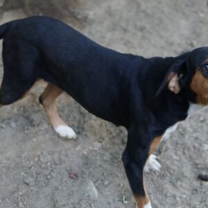 Oranda – geb. ca. 05/2022 – 30655 Hannover