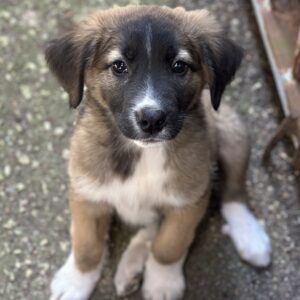 Oskar – geb. ca. 02/2025 – reserviert