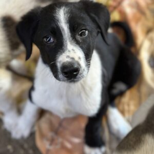 Stitch – geb. ca. 02/2025