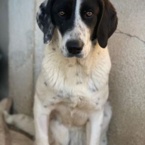 Utha – geb. ca. 02/2025