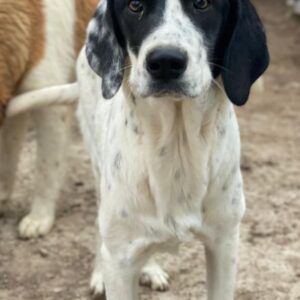 Utha – geb. ca. 02/2025