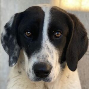 Utha – geb. ca. 02/2025