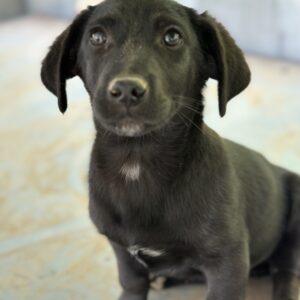 Vaty – geb. ca. 01/2025