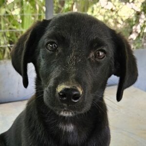 Vaty – geb. ca. 01/2025