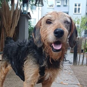 Yasko – geb. ca. 11/2022 – 44649 Herne