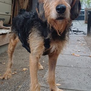 Yasko – geb. ca. 11/2022 – 44649 Herne