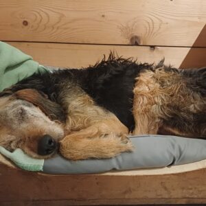 Yasko – geb. ca. 11/2022 – 44649 Herne