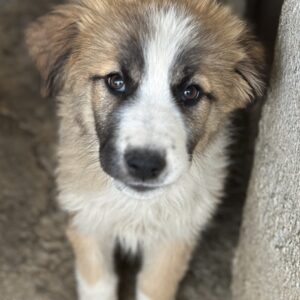 Zarina – geb. ca. 01/2025