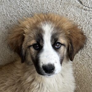 Zarina – geb. ca. 01/2025