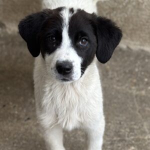Zenzi – geb. ca. 01/2025