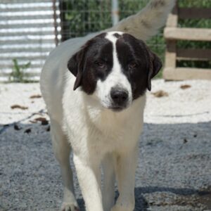 Zenzi – geb. ca. 01/2025