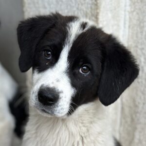 Zenzi – geb. ca. 01/2025