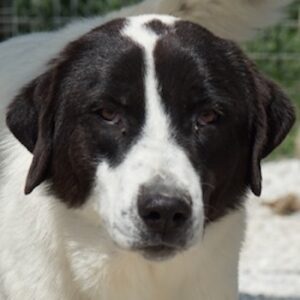 Zenzi – geb. ca. 01/2025