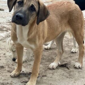 Zira – geb. ca. 02/2025