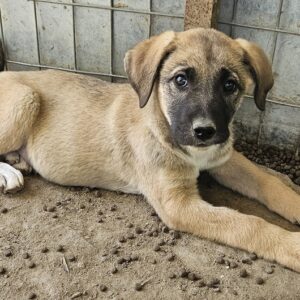 Zira – geb. ca. 02/2025