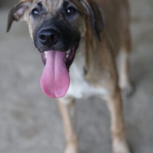 Zira – geb. ca. 02/2025