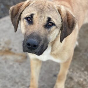 Zira – geb. ca. 02/2025