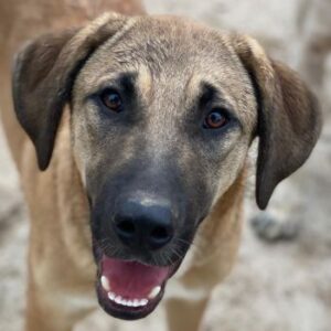 Zira – geb. ca. 02/2025