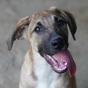 Zira – geb. ca. 02/2025