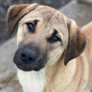 Zira – geb. ca. 02/2025